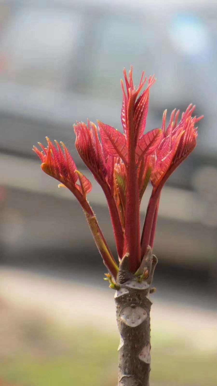 四川露天红油香椿芽