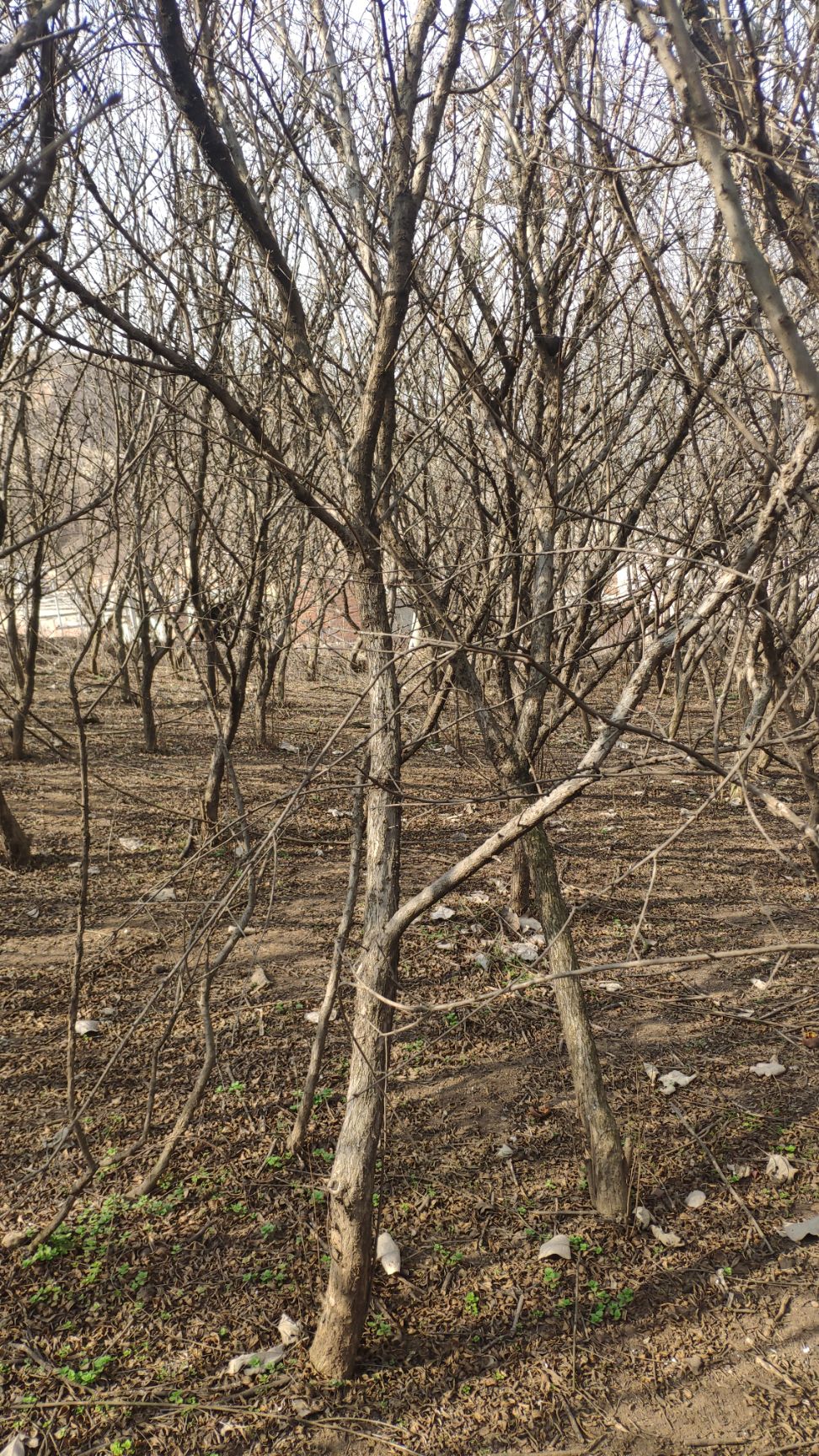 大红袍石榴苗  5公分单杆石榴树批发，哪里有石榴树？