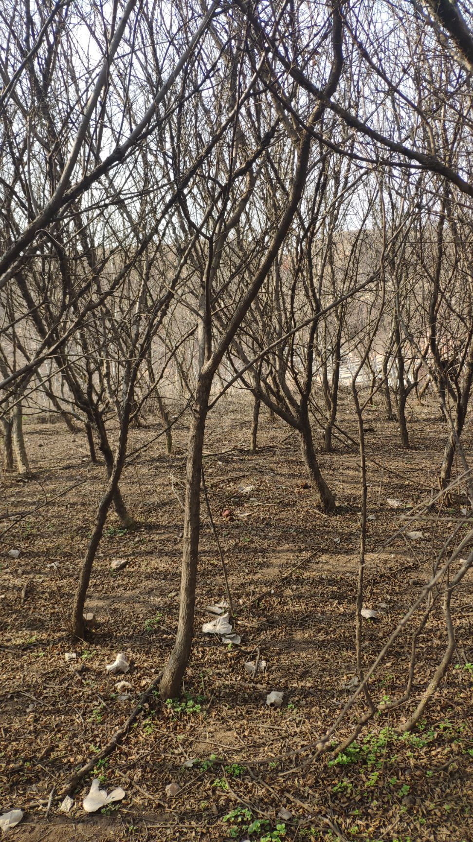 大红袍石榴苗  5公分单杆石榴树批发，哪里有石榴树？