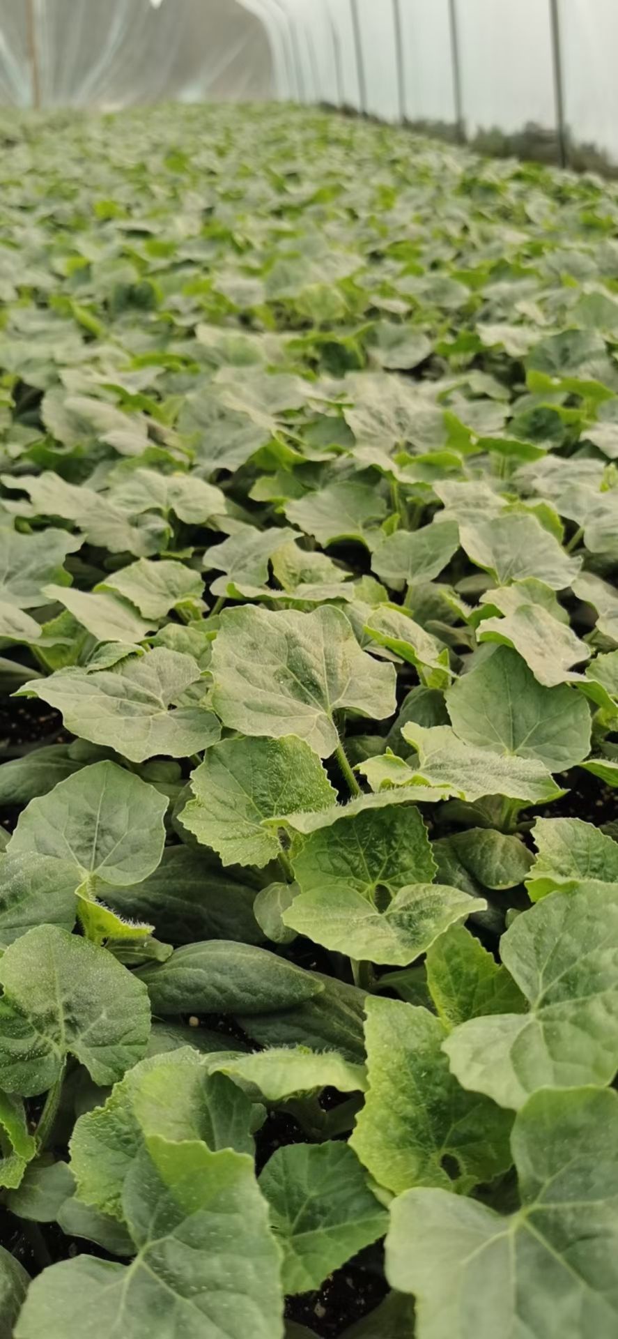 冬瓜苗 直生毛节瓜瓜苗