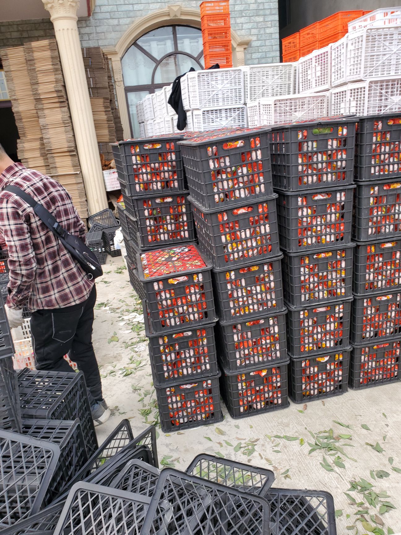 不知火丑橘丑八怪火热销售中，现摘现发新鲜鲜果