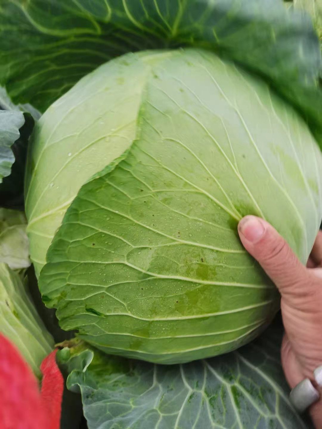 牛心甘藍 甘藍產地直銷大量現貨