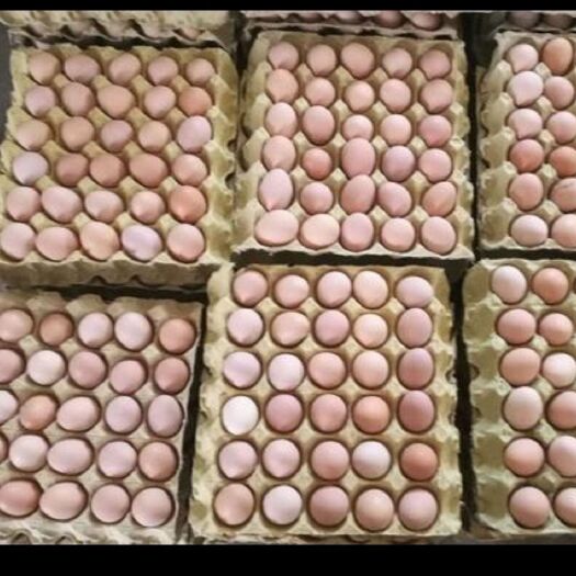 行唐县粉壳蛋 食用 散装 