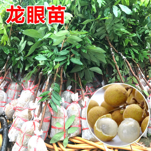 灵山县石峡龙眼苗