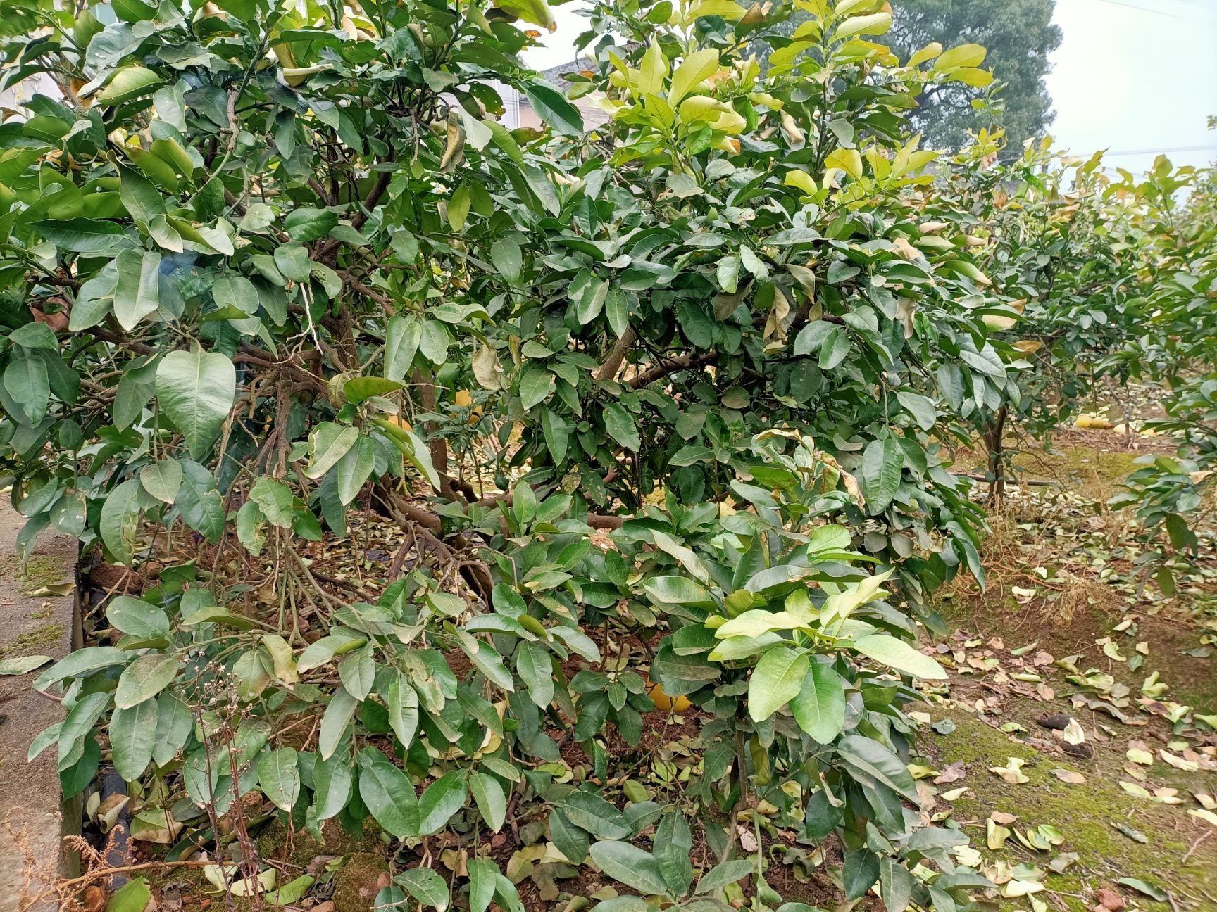 琯溪蜜柚苗  挂果柚树销售中（适合园建）