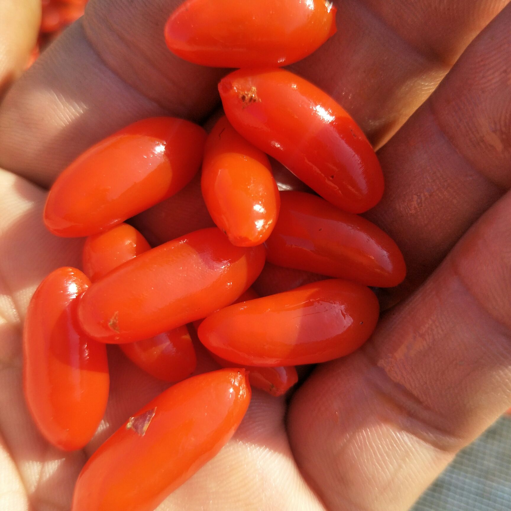 韩国枸杞苗批发 当年结果 果实大 好成活种植韩国枸杞苗效益高