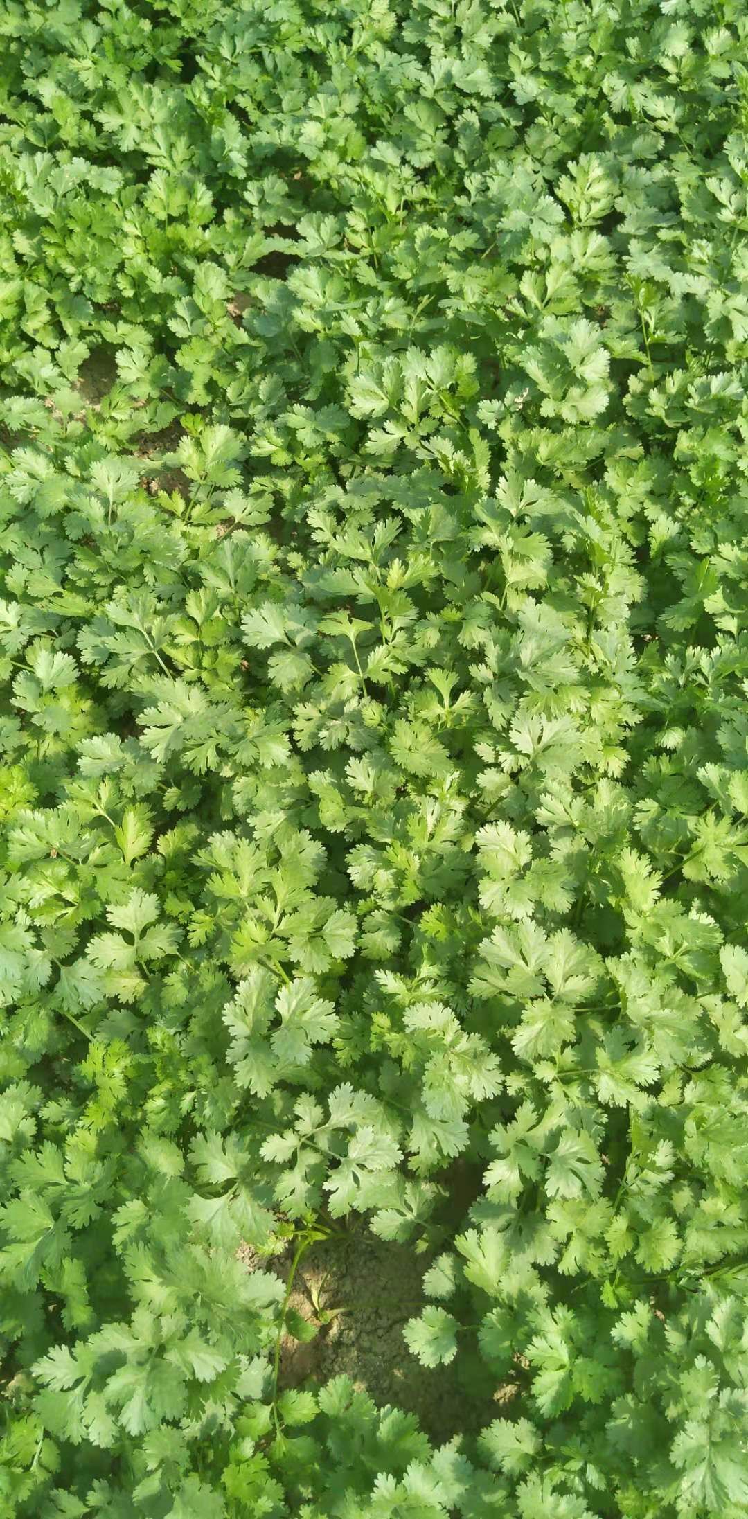 香菜大叶香菜产地直销