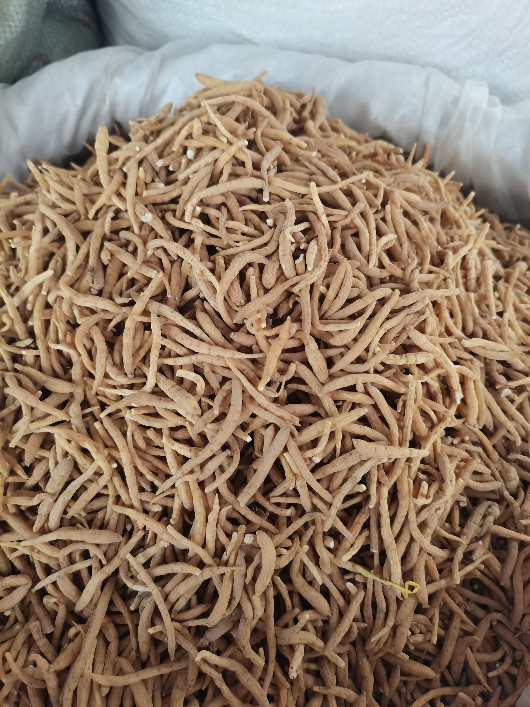 太子参精品，纯无硫新货，大量供应，批零兼营，质优价美