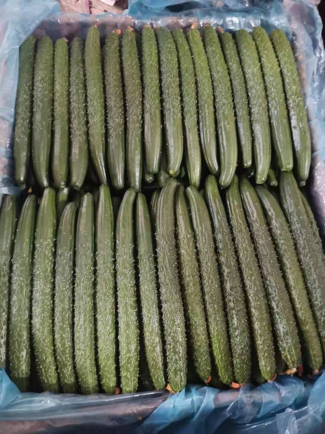 刺黄瓜 黄瓜大量现货上市产地直销