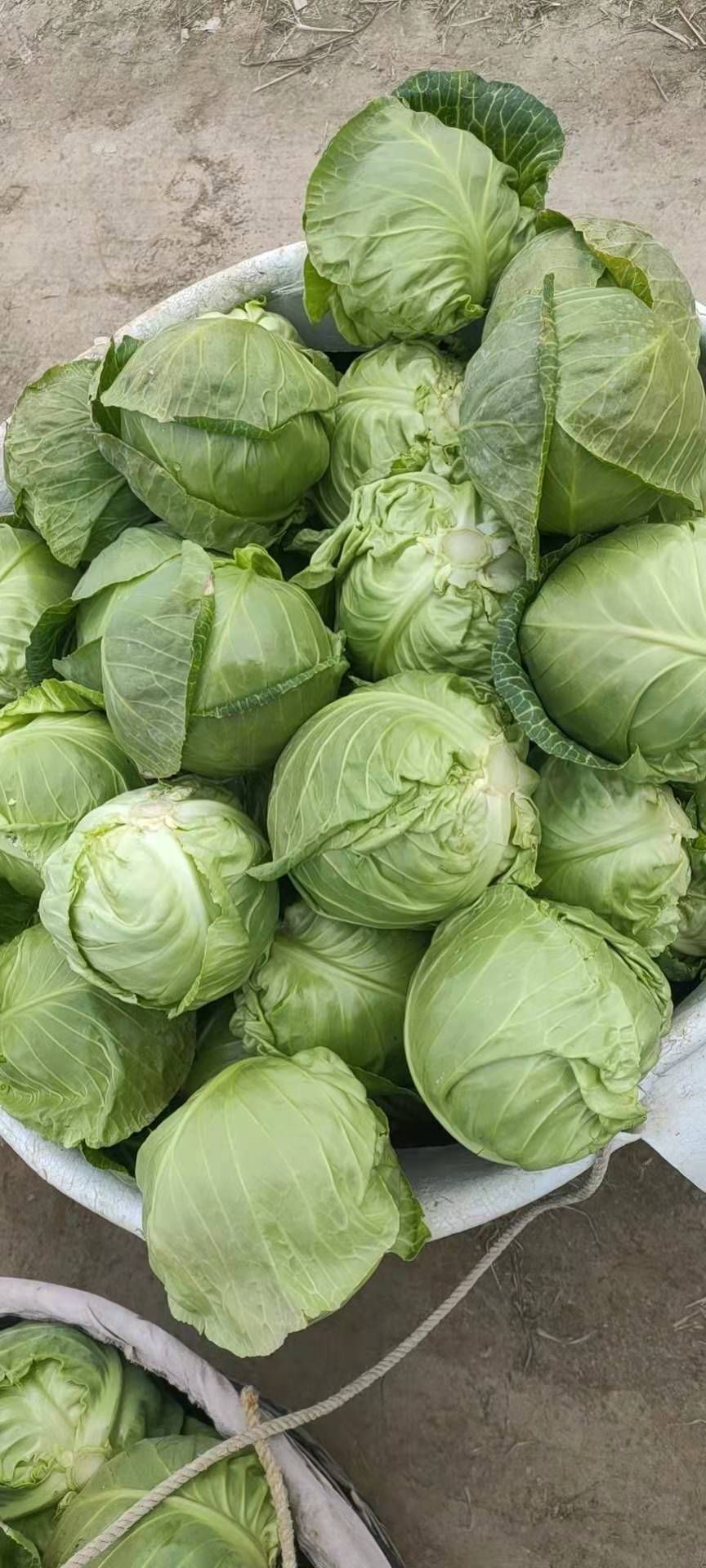 [牛心甘蓝批发]牛心甘蓝 甘蓝菜精品中的精品价格0.5元/斤 - 惠农网