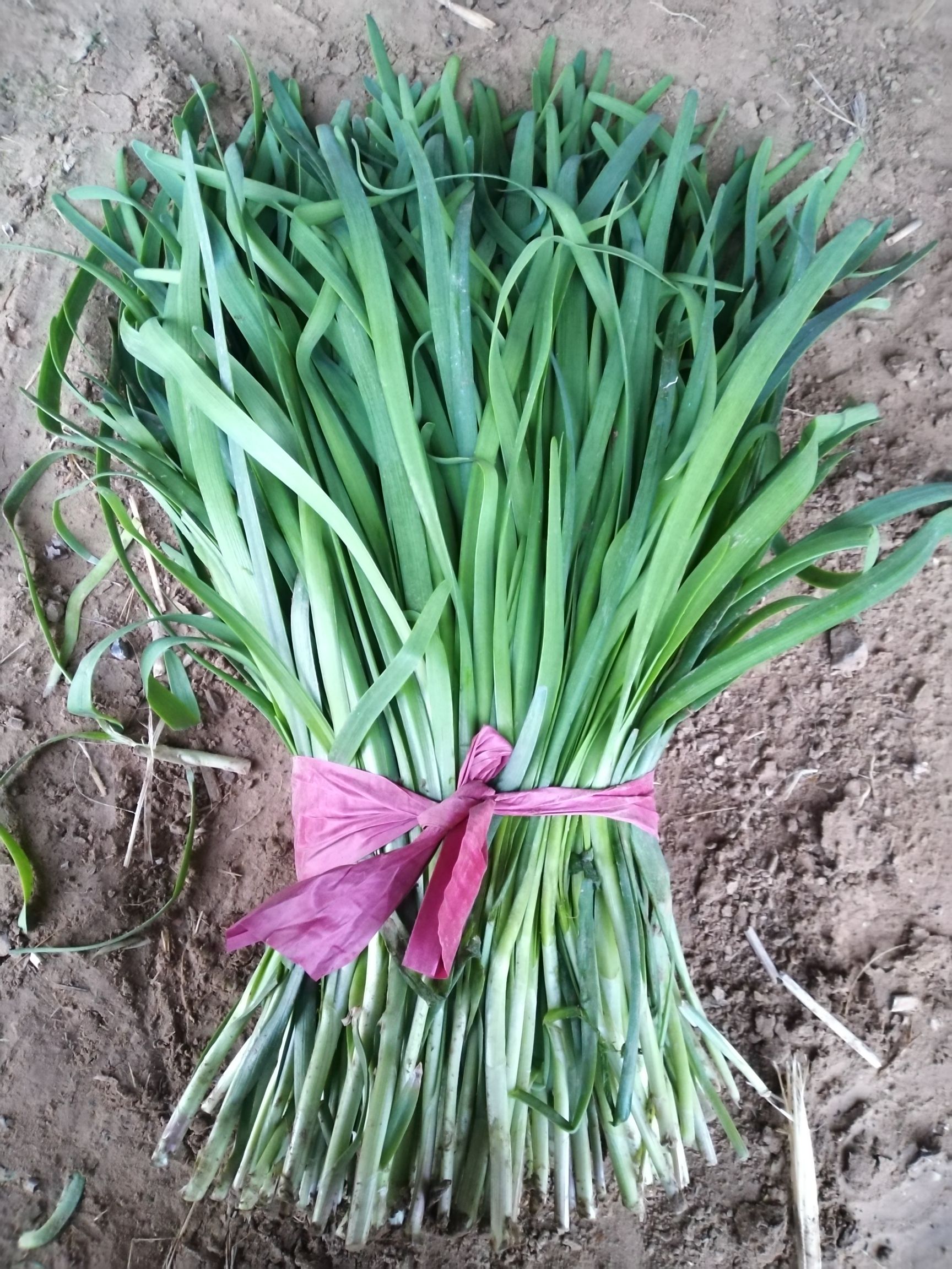 大叶韭菜 新鲜的无公害韭菜，头茌，二茌，