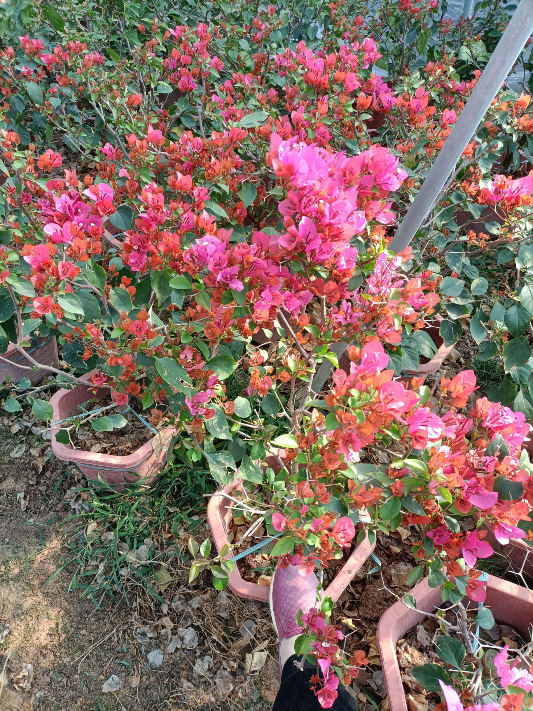 四季红三角梅 0.2~0.5米 