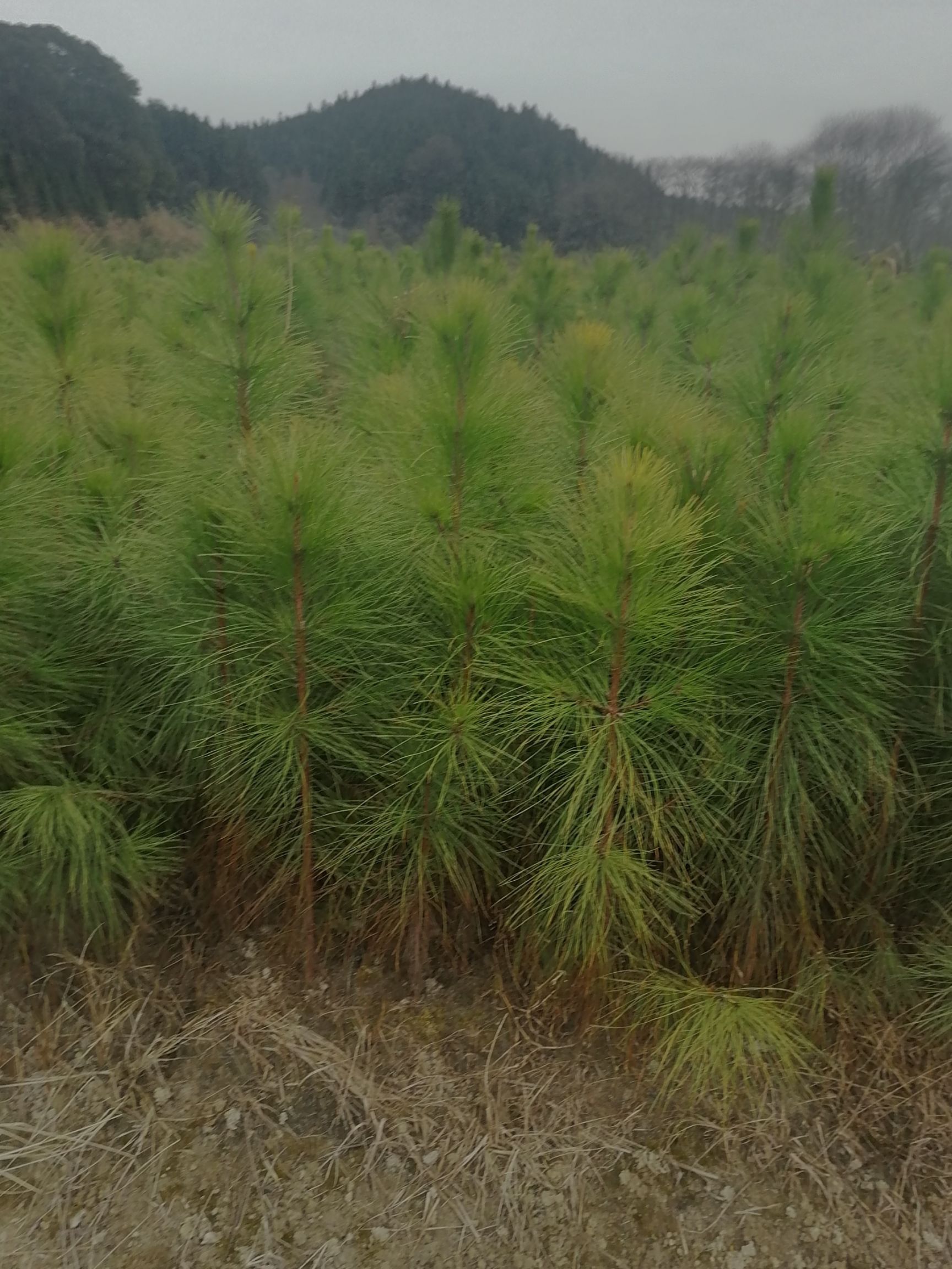 湿地松树苗  一，二年湿地松