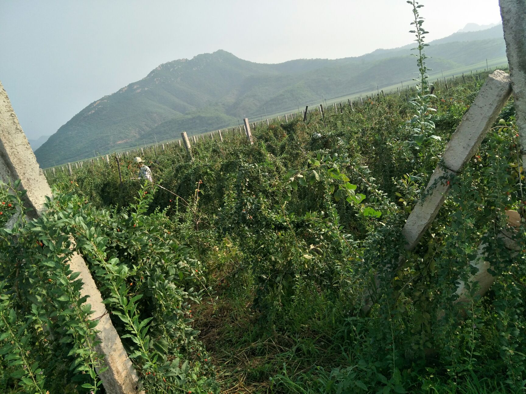 韩国枸杞苗批发 当年结果 果实大 好成活种植韩国枸杞苗效益高