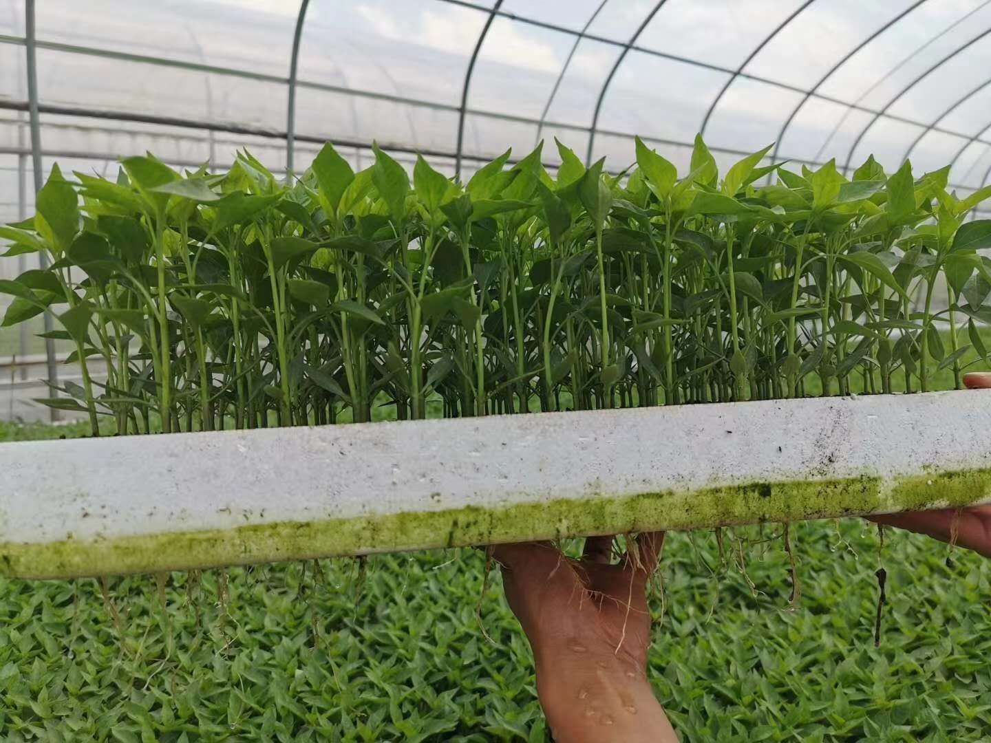 泥炭土  蔬菜烟草育苗基质_有机活性基质_育苗土四川贵州重庆