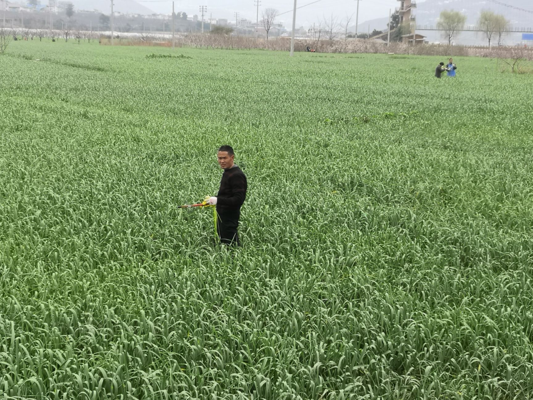 白帽蒜薹  汉源蒜苔清香可口