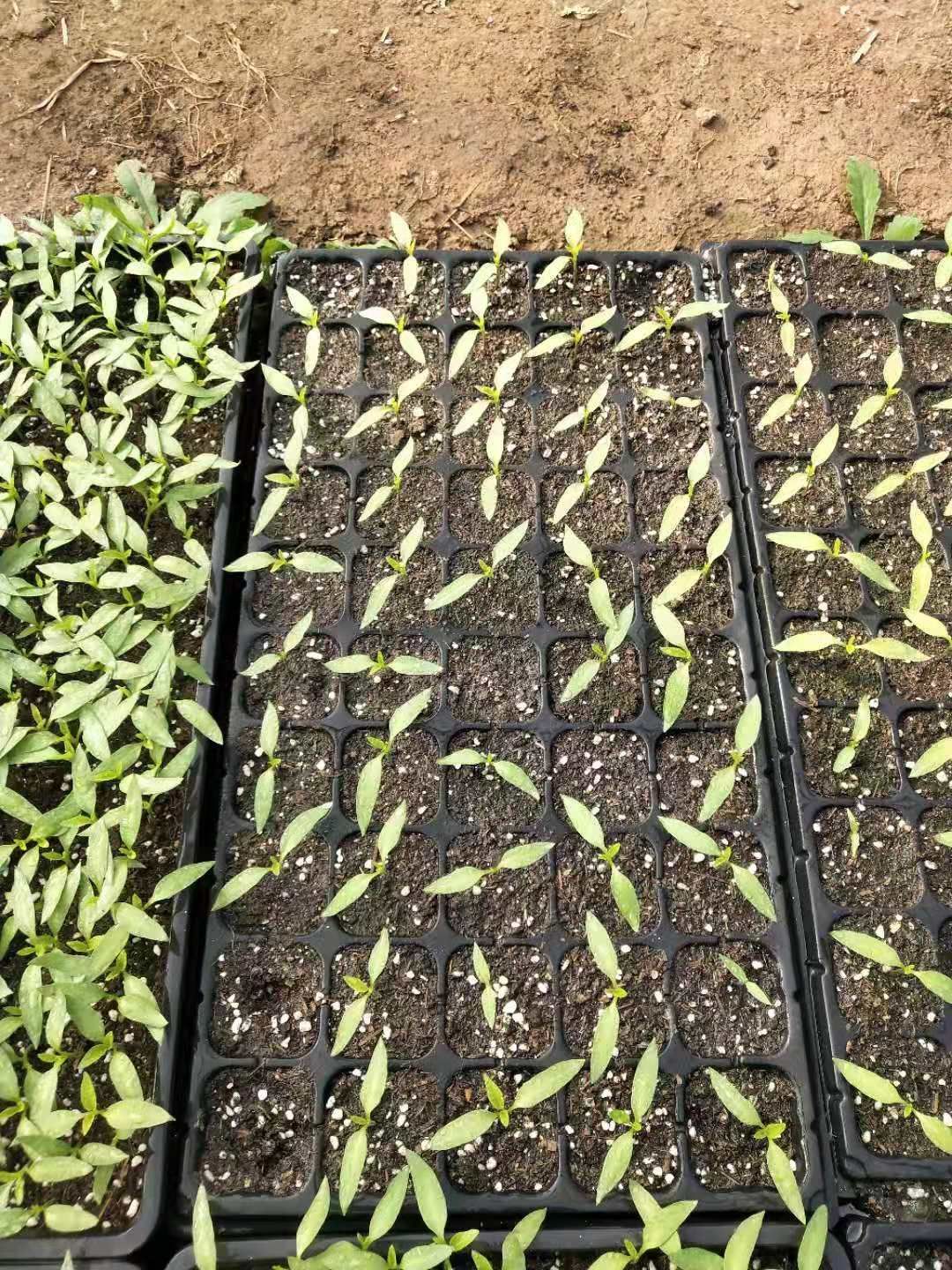 泥炭土  蔬菜烟草育苗基质_有机活性基质_育苗土四川贵州重庆