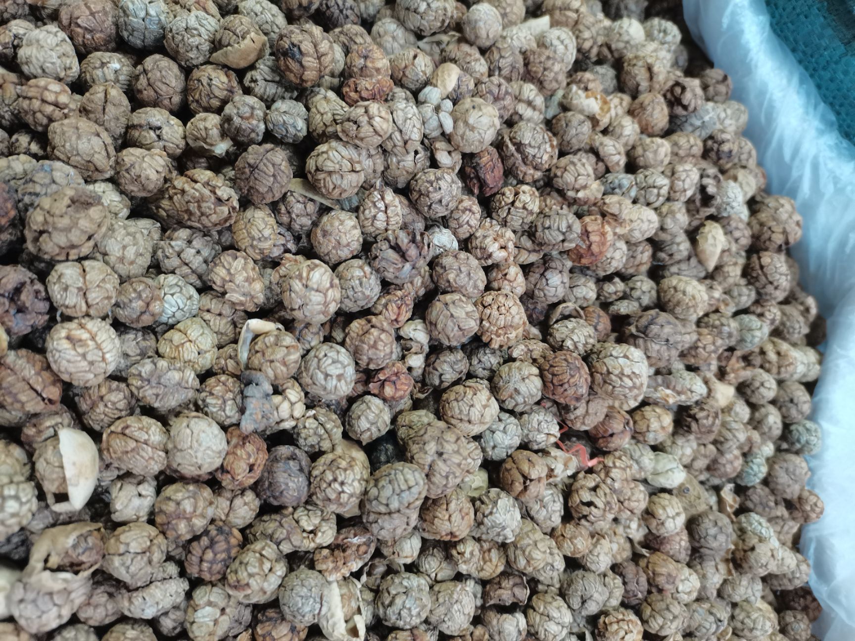 越南中草蔻，广西大草蔻，大量上市，批零兼营，质优价美