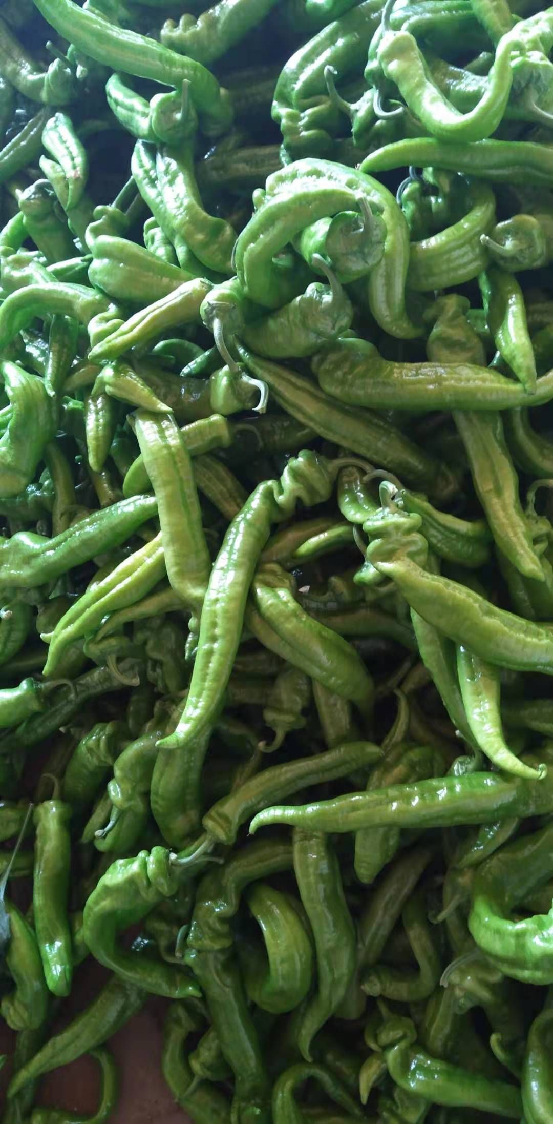  尖椒大量现货上市产地直销