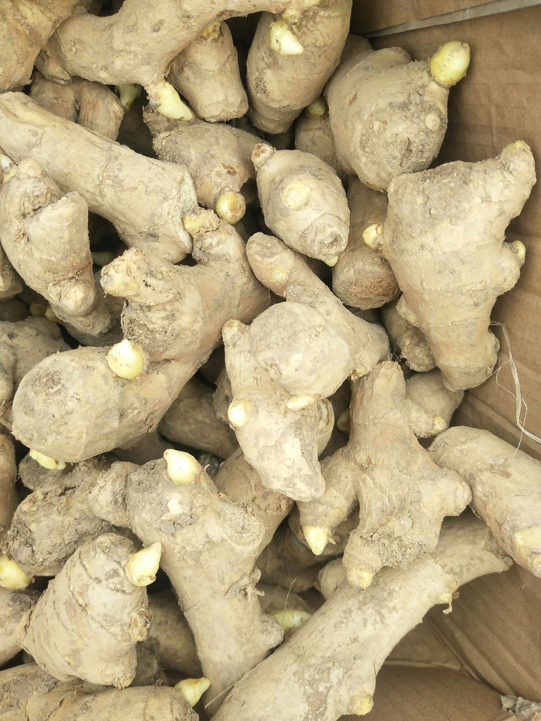 【精选】368脱毒高产王姜种   《改良脱毒 亩产过万》