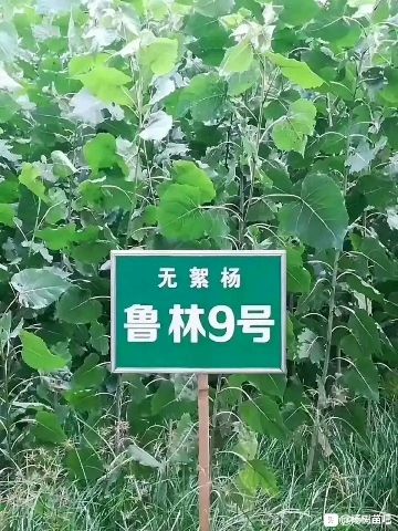 107速生杨  107杨树苗，鲁林9号无絮杨树苗，苗高2～5