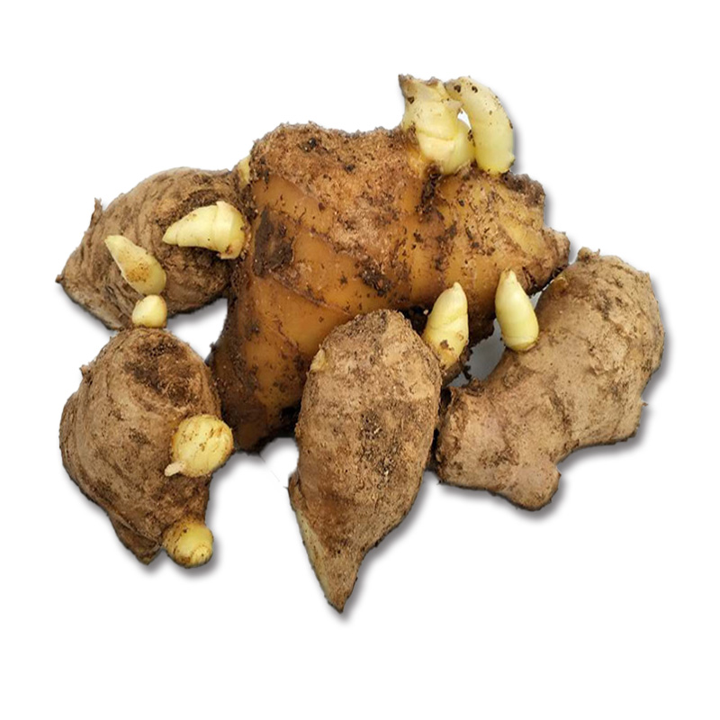 【精选】368脱毒高产王姜种   《改良脱毒 亩产过万》