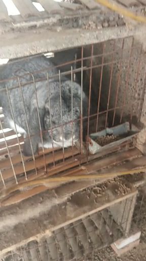 中华黑兔黑色品种的兔子一般是中华黑兔