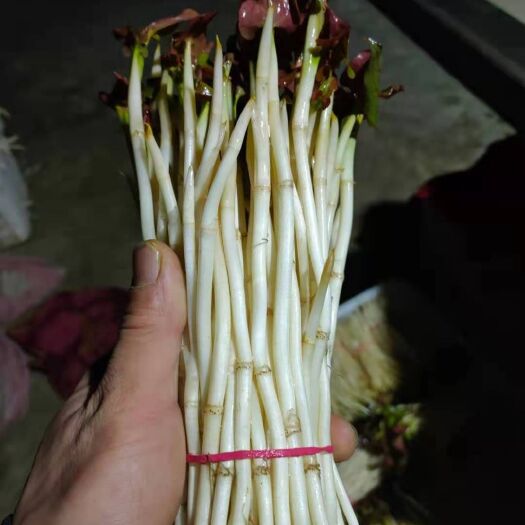 成都白茎鱼腥草 折耳根嫩芽