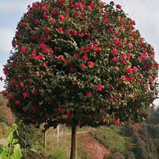 高县山茶花  茶花，四川宜宾高县罗场茶花种植基地