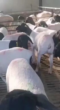 郓城县杂交羊  想买好牛羊山东找老王
