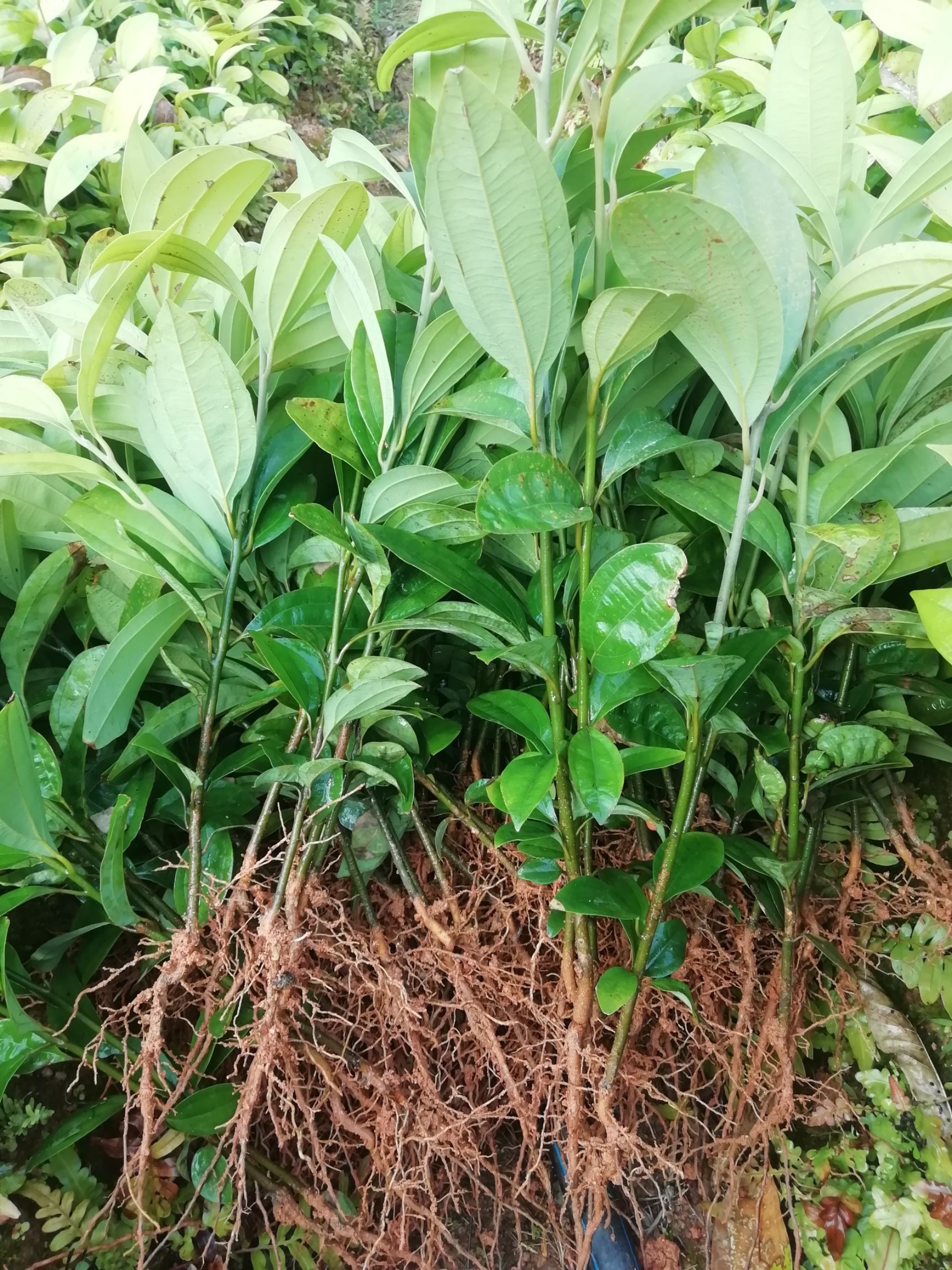 一年肉桂苗已开始出售