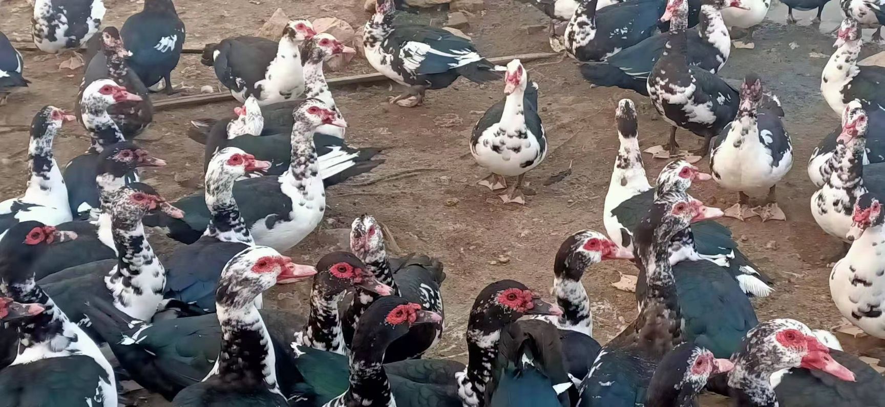 番鸭  花番公，120天，2000羽，9.5平均重，