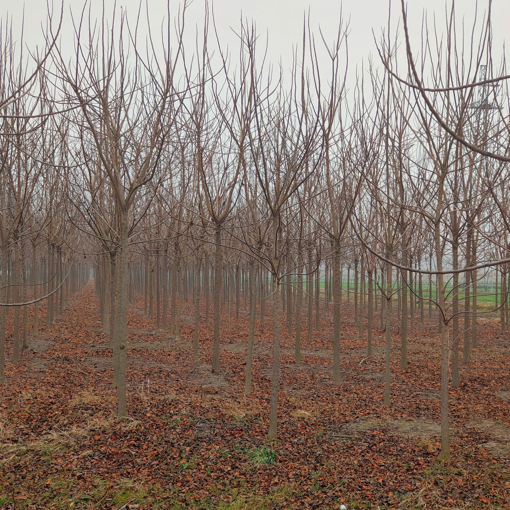 精品300亩8到12公分重阳木大量开售，树形好随号随挖
