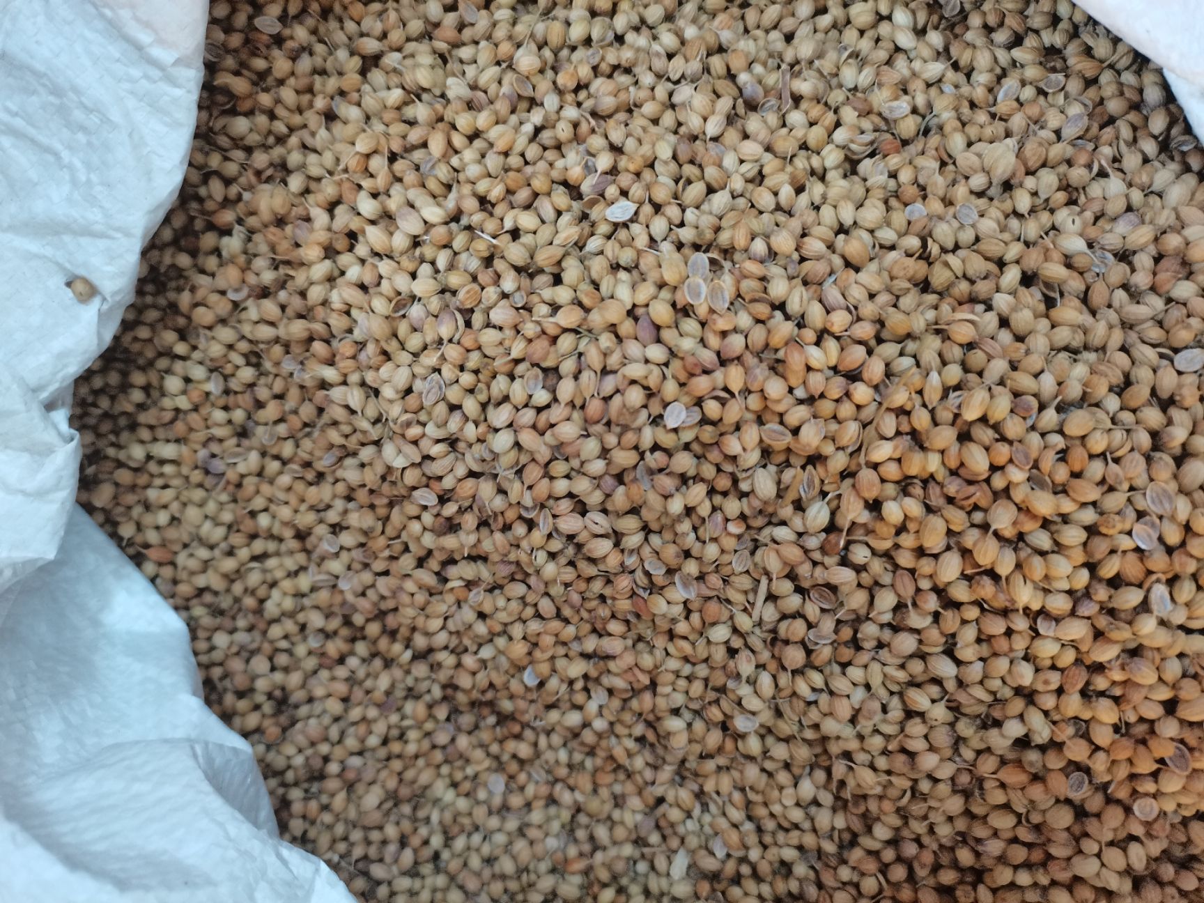 玉林国产香菜籽，芫荽籽，大量供应，批零兼营，质优价美