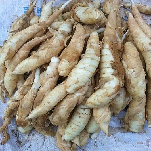 新货竹芋  竹薯粉 冬薯粉