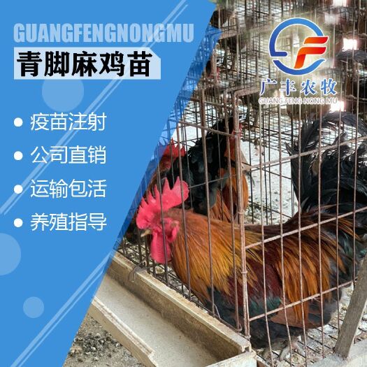 南宁青脚麻鸡苗，包邮包打疫苗，存活率90%