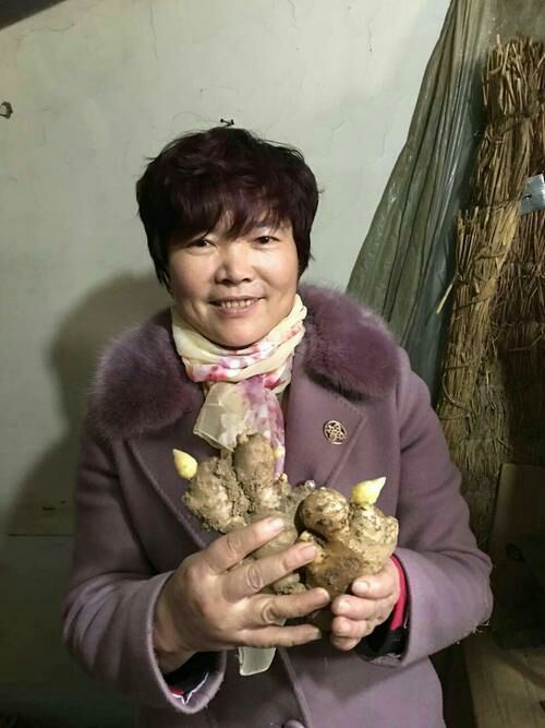 【精选】368脱毒高产王姜种   《改良脱毒 亩产过万》