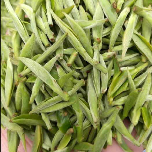 福鼎市白毫银针  福鼎大白茶