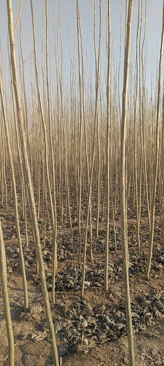 107速生杨 速杨107基地直销，一手货源，全国各地发货，