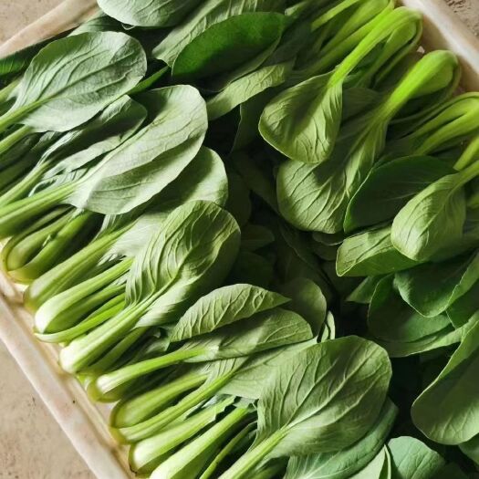 曹县精品大棚油菜上海青小白菜快菜欢迎选购保质保量