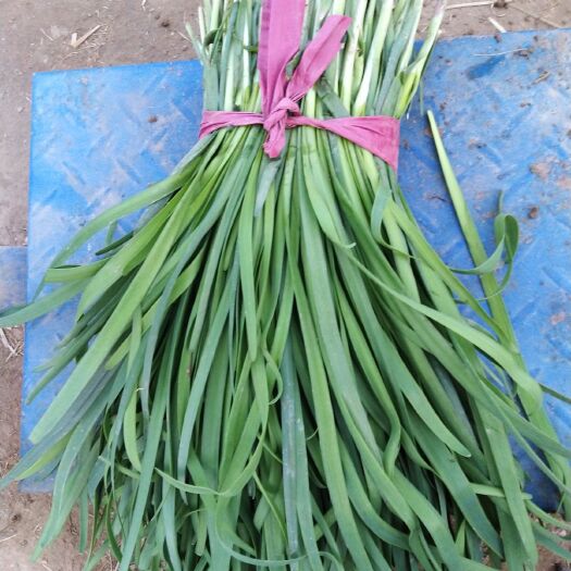 莘县大叶韭菜 新鲜的无公害韭菜，头茌，二茌，