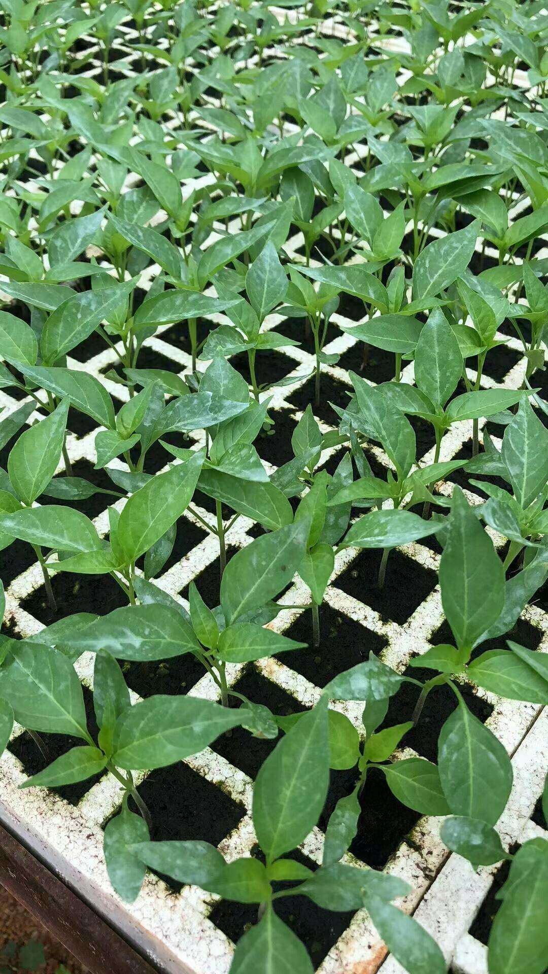 泥炭土  蔬菜烟草育苗基质_有机活性基质_育苗土四川贵州重庆