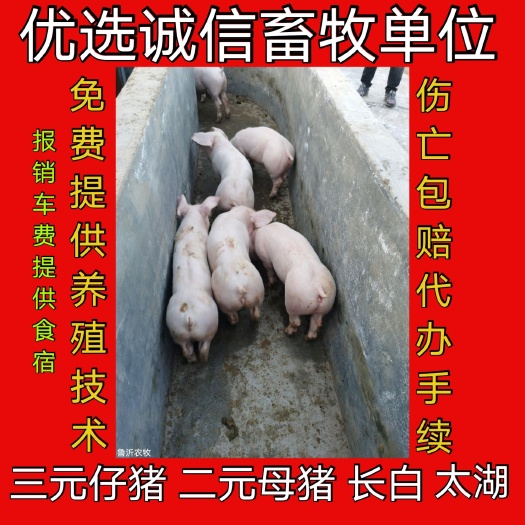 三明三元仔猪  福建仔猪行情 仔猪 二元 母猪 外三元 长白