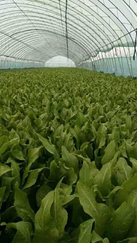 曹县精品油麦菜 大量有货 欢迎定购