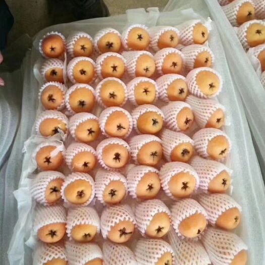 米易县 大五星枇杷，的精品。