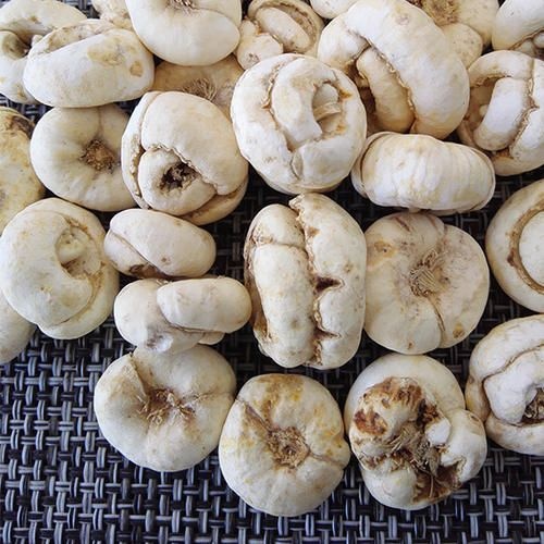 巩留县伊贝母  新疆优质贝母  自然凉干  品质量好