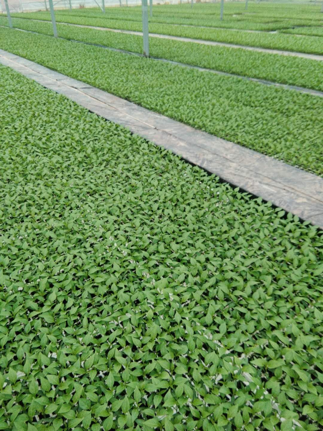 泥炭土  蔬菜烟草育苗基质_有机活性基质_育苗土四川贵州重庆