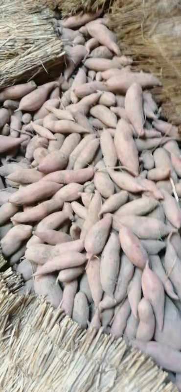 龙薯九商品薯，基地直批，支持各种包装！