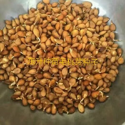 营口桃树种子  毛桃种子，嫁接各种桃苗沾木