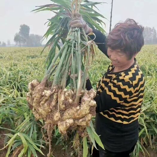沂水县高产姜种 368 山农一号高产王亩产过万 提供技术指导